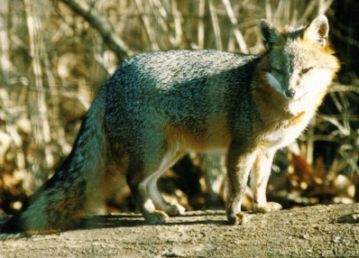 Coyotes, foxes becoming a common sight in residential areas of New Jersey 